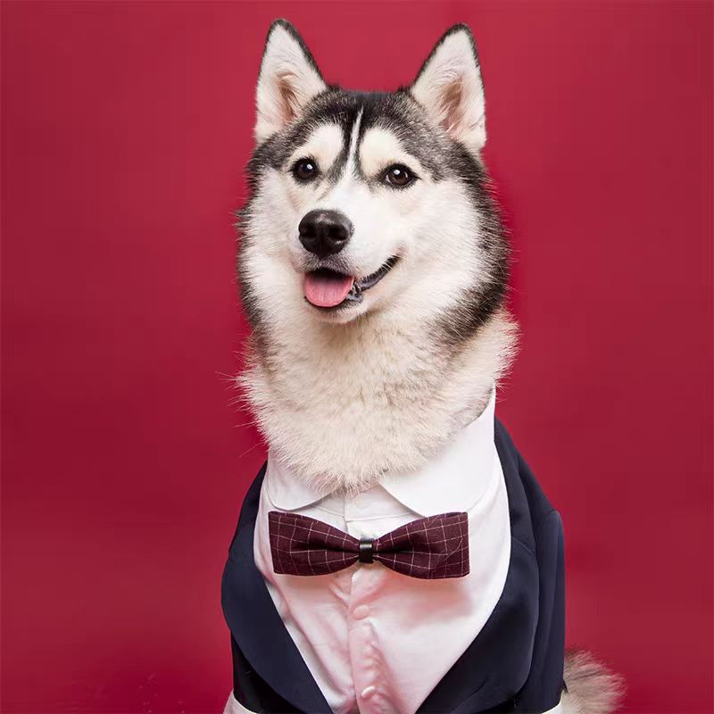 Custom Pet Formal Outfit – A Charming Look for Your Beloved Companion